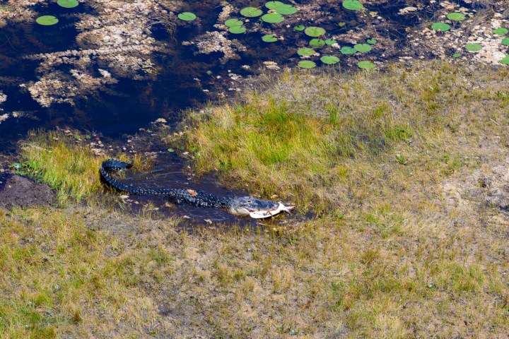 Crocodile lying in shallow water near grassy area and lily pads.