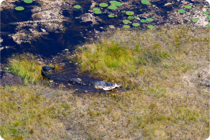 Aerial view of a crocodile with prey on grassy wetland near water with lily pads.