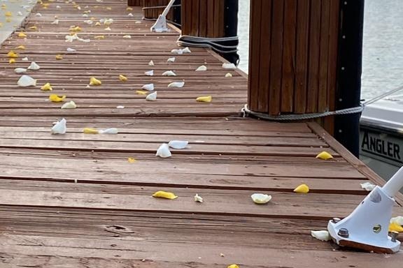 Wooden dock with scattered yellow and white petals along the edge.